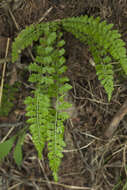 Plancia ëd Asplenium incisum Thunb.