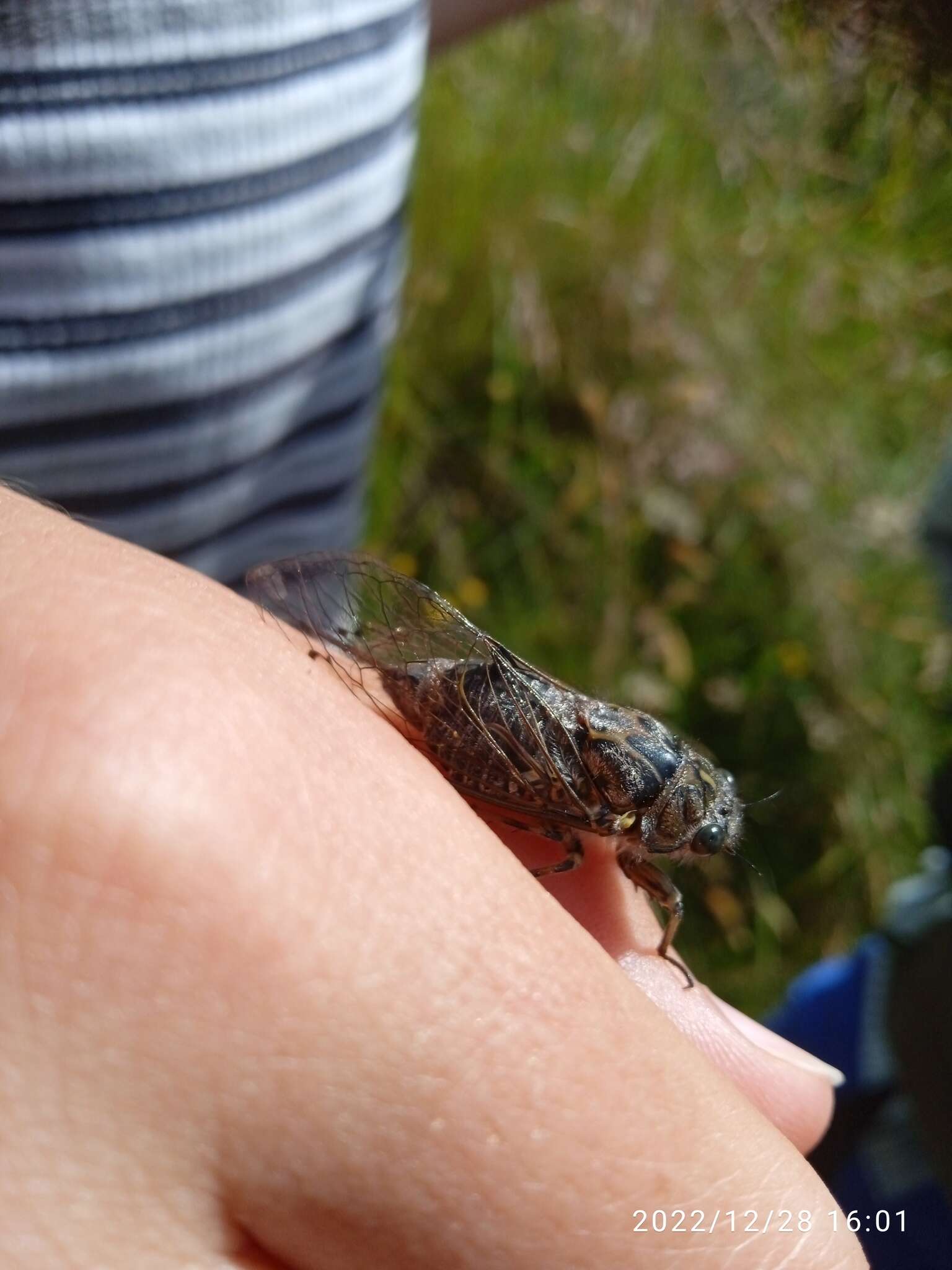 Image of chirping cicada