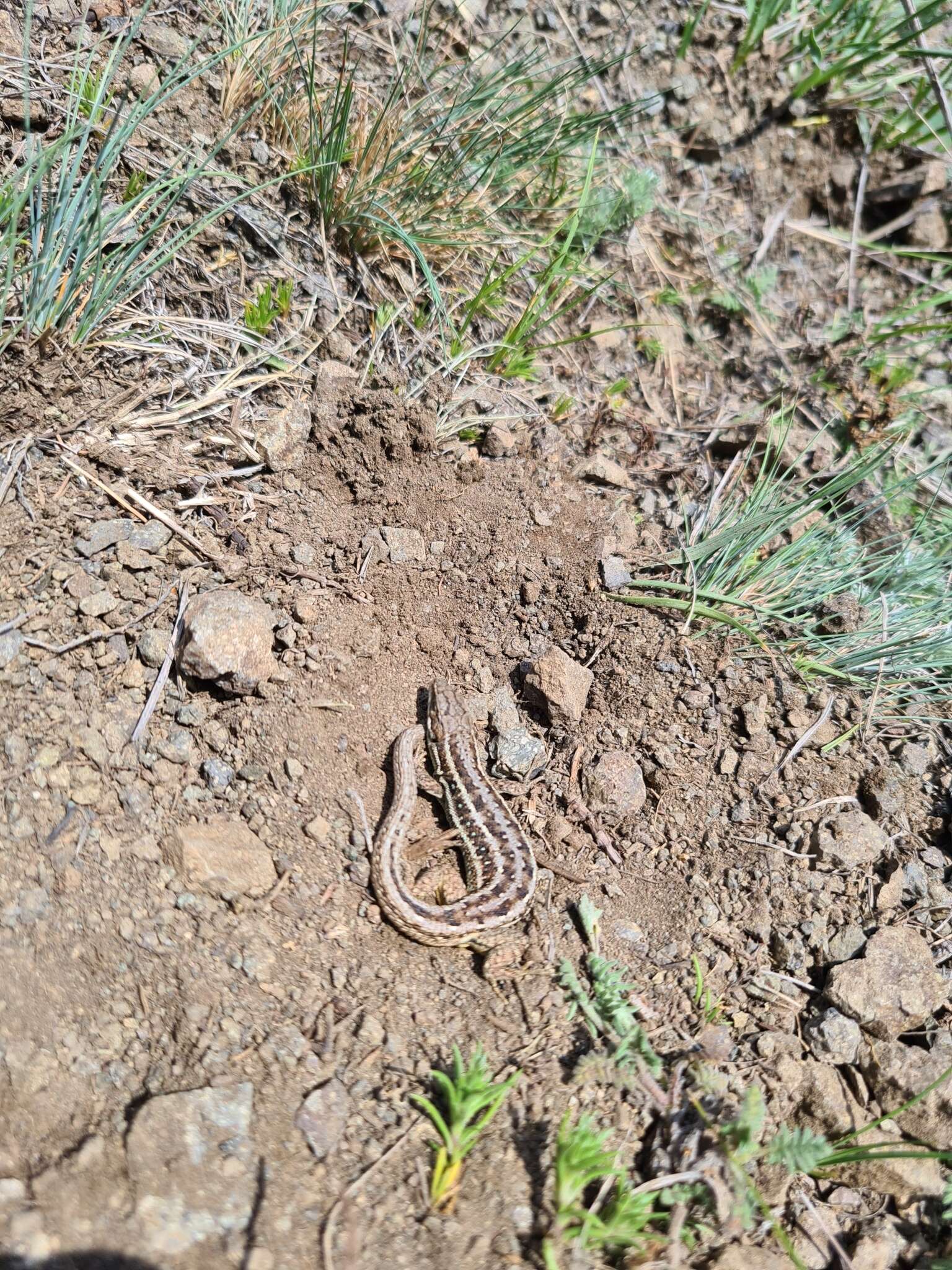 Image of Dwarf Lizard