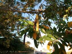 Image of limestone senna