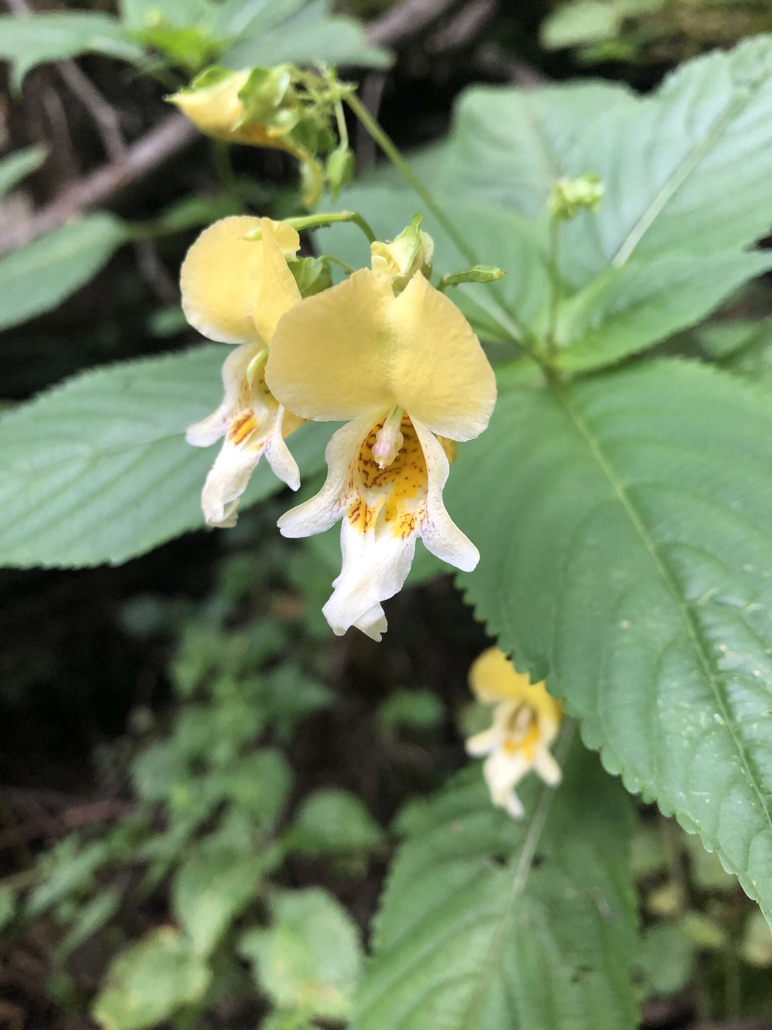 Image of Impatiens edgeworthii Hook. fil.