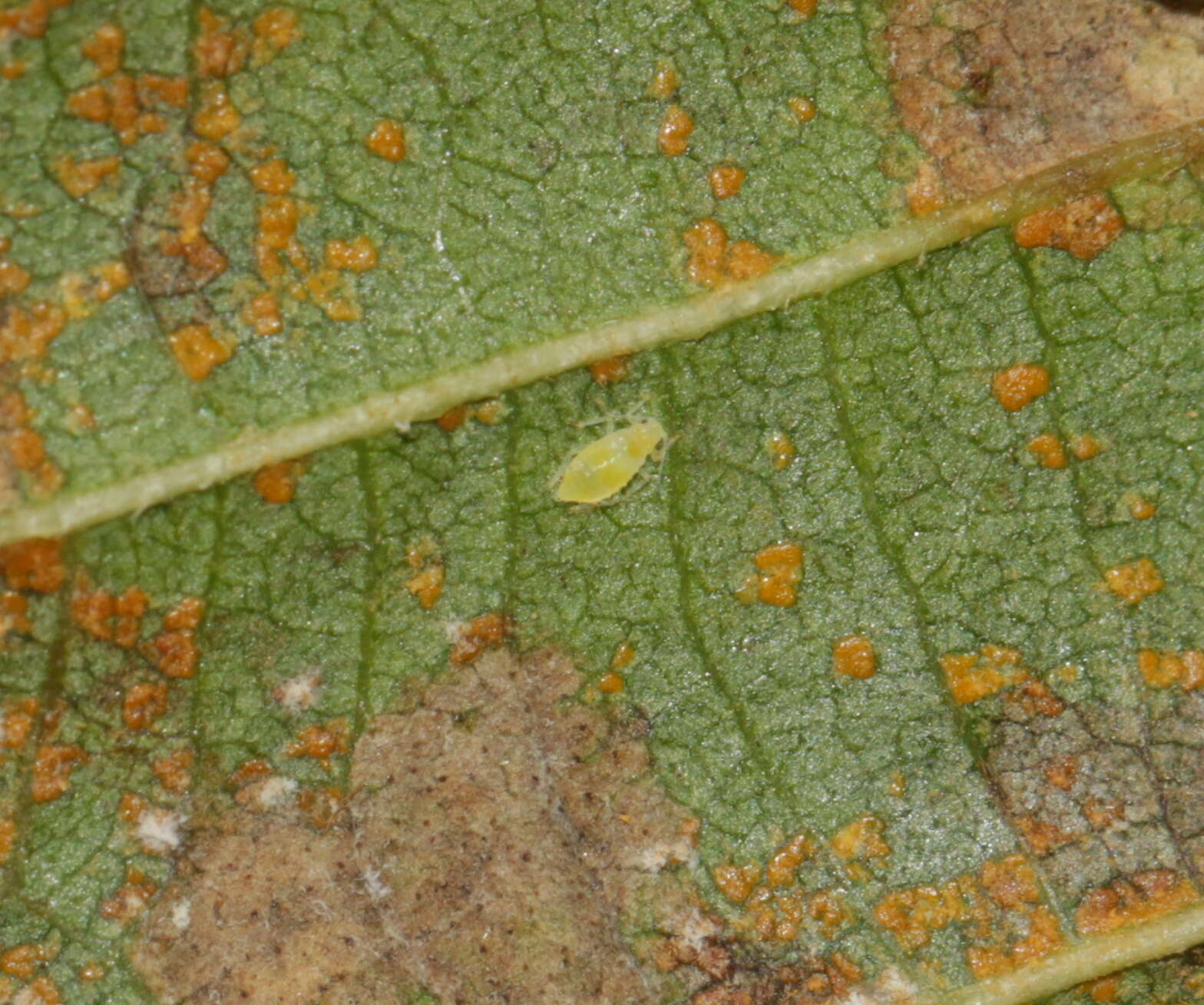 Pterocallis (Pterocallis) alni (De Geer 1773) resmi