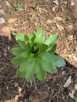 Слика од Lilium humboldtii subsp. humboldtii