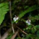 Image of Vandellia scutellariiformis (T. Yamaz.) T. Yamaz.