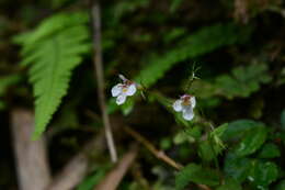 Vandellia scutellariiformis (T. Yamaz.) T. Yamaz. resmi