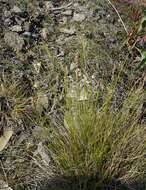 Image of Carex parallela subsp. redowskiana (C. A. Mey.) T. V. Egorova