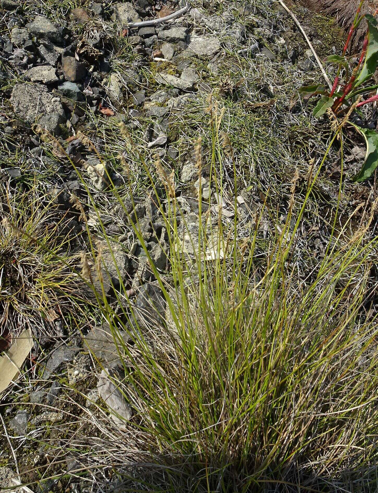 Слика од Carex parallela subsp. redowskiana (C. A. Mey.) T. V. Egorova