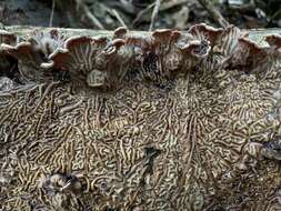 Image of Auricularia brasiliana Y. C. Dai & F. Wu 2015