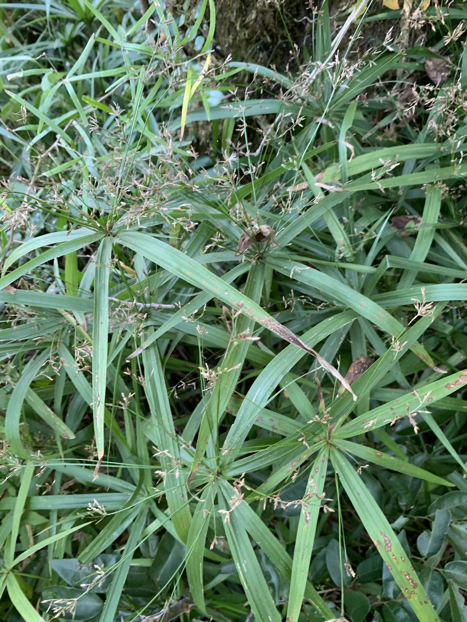 Imagem de Cyperus albostriatus Schrad.