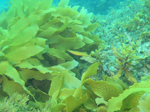 Image of Sharp-nose rockwhiting