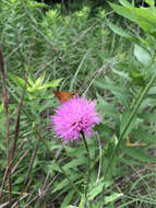 Image of Texas thistle