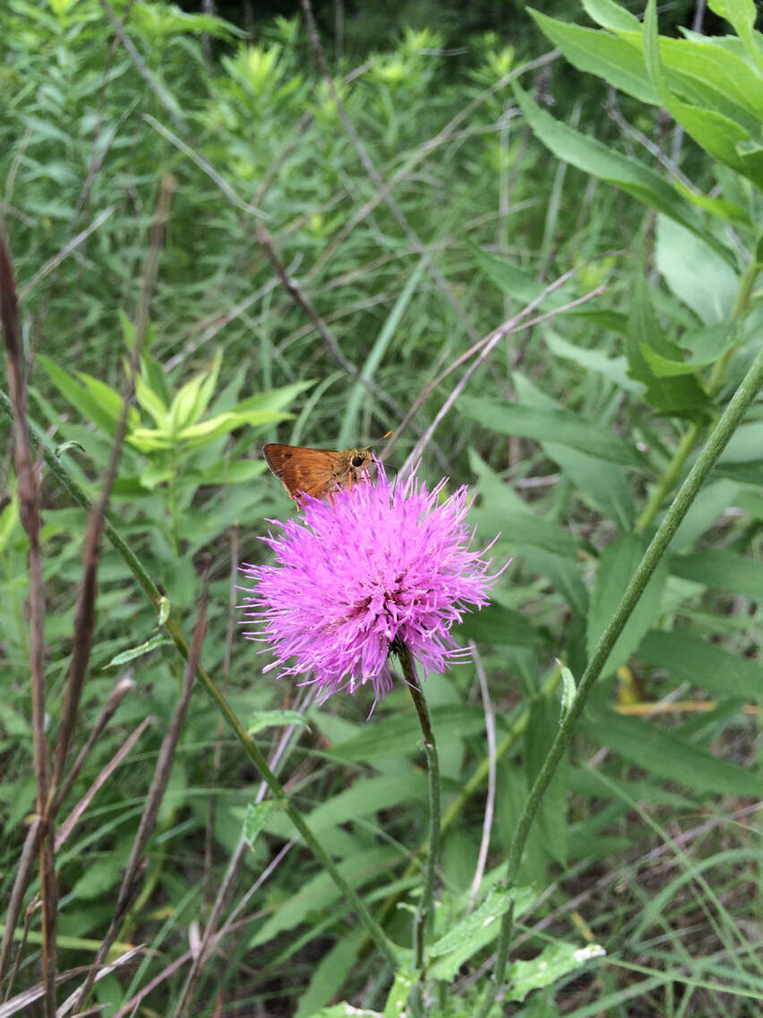 Image of Texas thistle