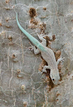 Image of Thicktail Day Gecko