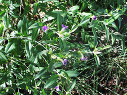 Image of Barleria lancifolia T. Anders.