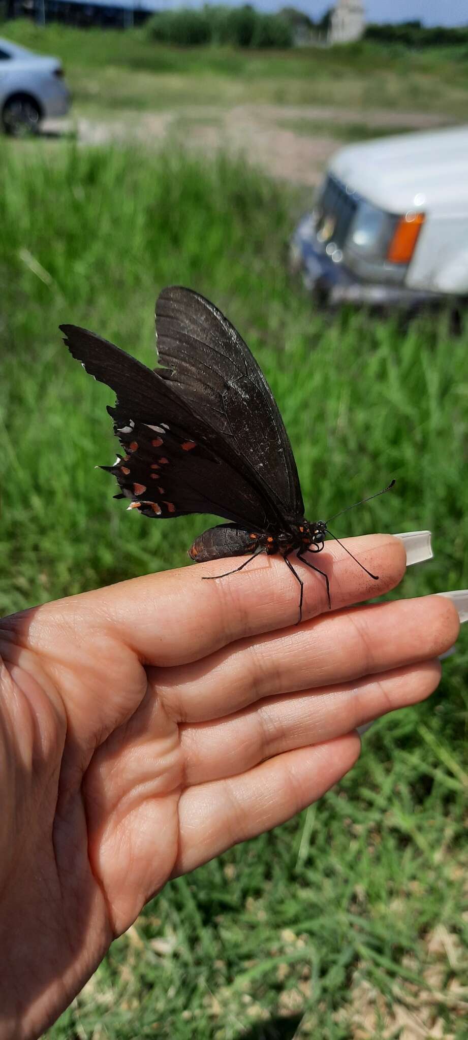 Image of Pink-spotted Swallowtail