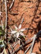 Image of Lapeirousia arenicola Schltr.