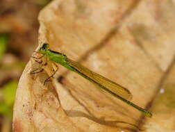 Ischnura pruinescens (Tillyard 1906) resmi