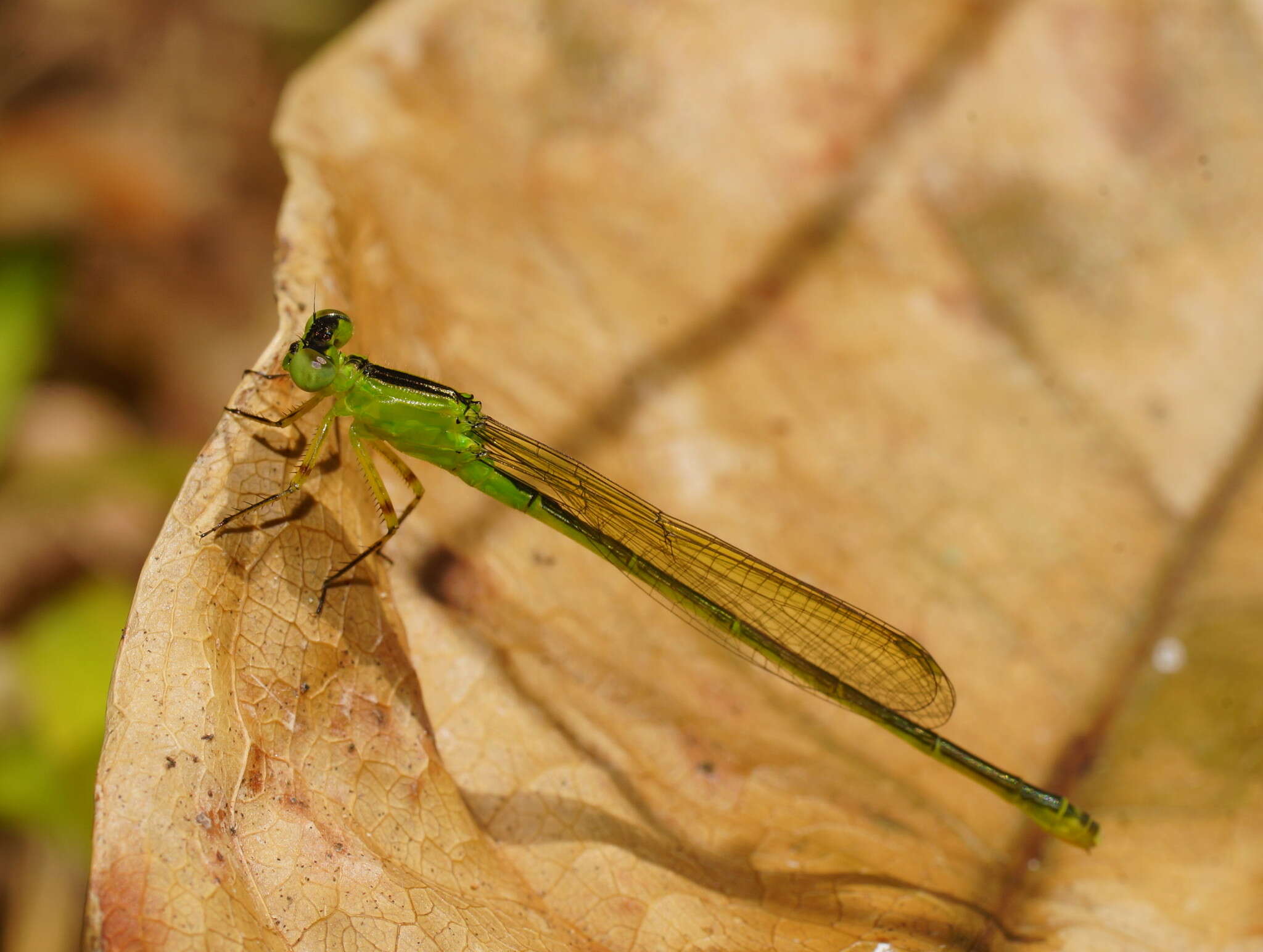 Ischnura pruinescens (Tillyard 1906) resmi