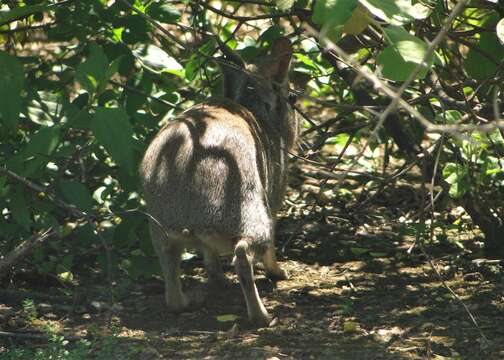 Imagem de Pediolagus salinicola