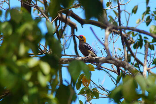 Image of Golden-cheeked Woodpecker