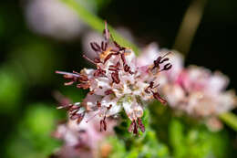 Image of Erica similis (N. E. Br.) E. G. H. Oliver