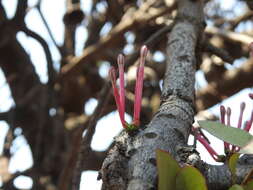 Image of Tapinanthus rubromarginatus (Eng I.) Danser