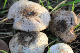 Image of Agaricus bresadolanus Bohus 1969