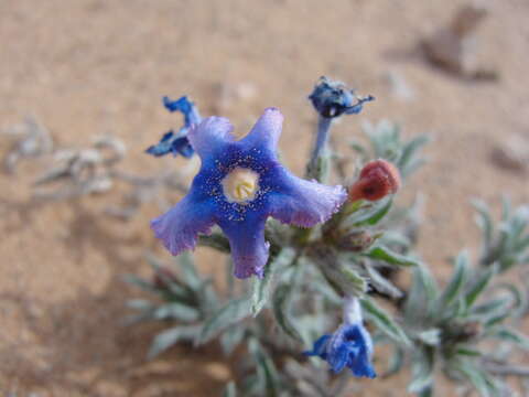 Image of Arnebia fimbriata Maxim.