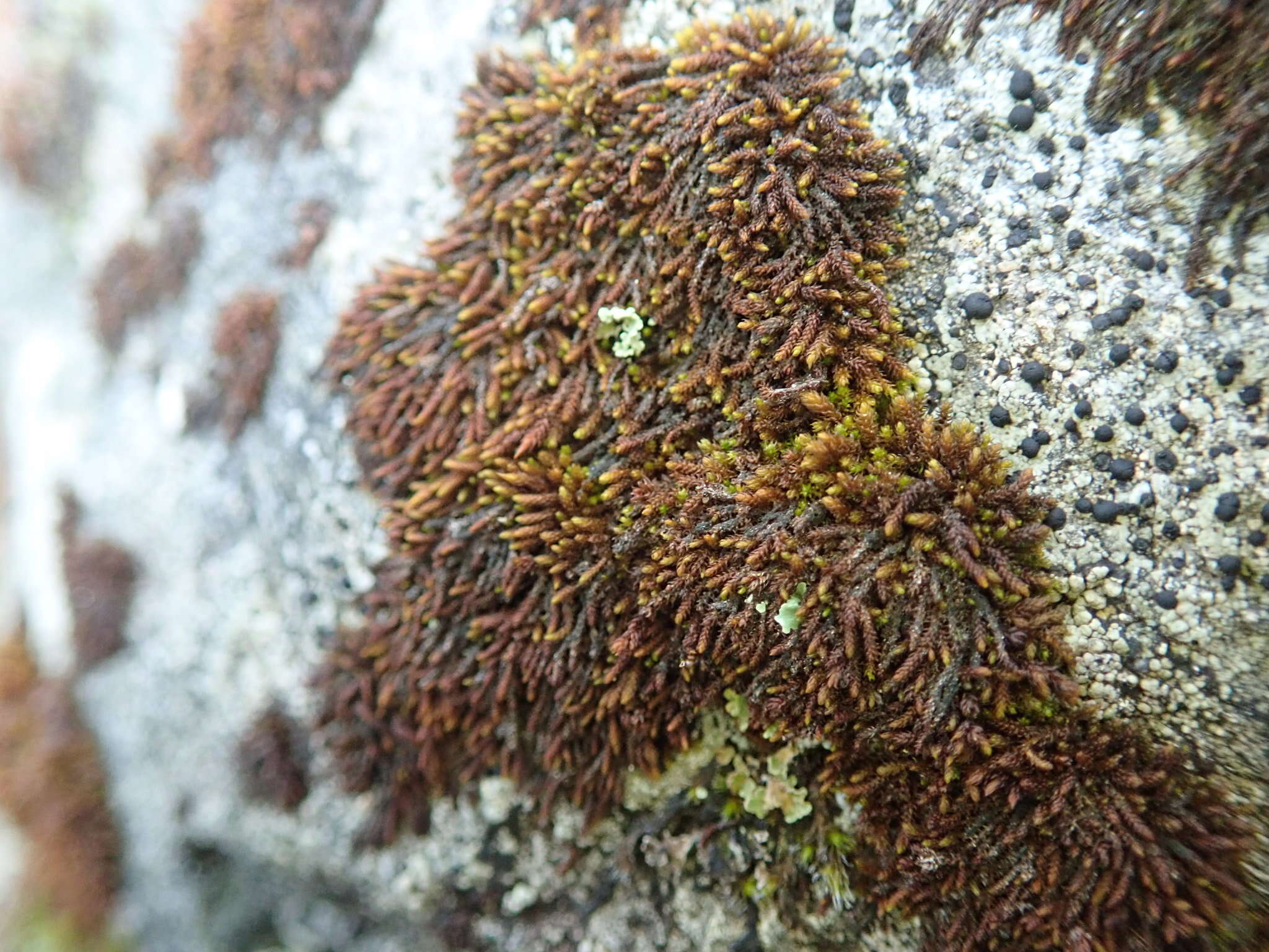 Image of andreaea moss