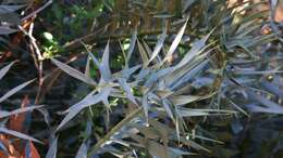 Image of Eastern Cape Blue Cycad