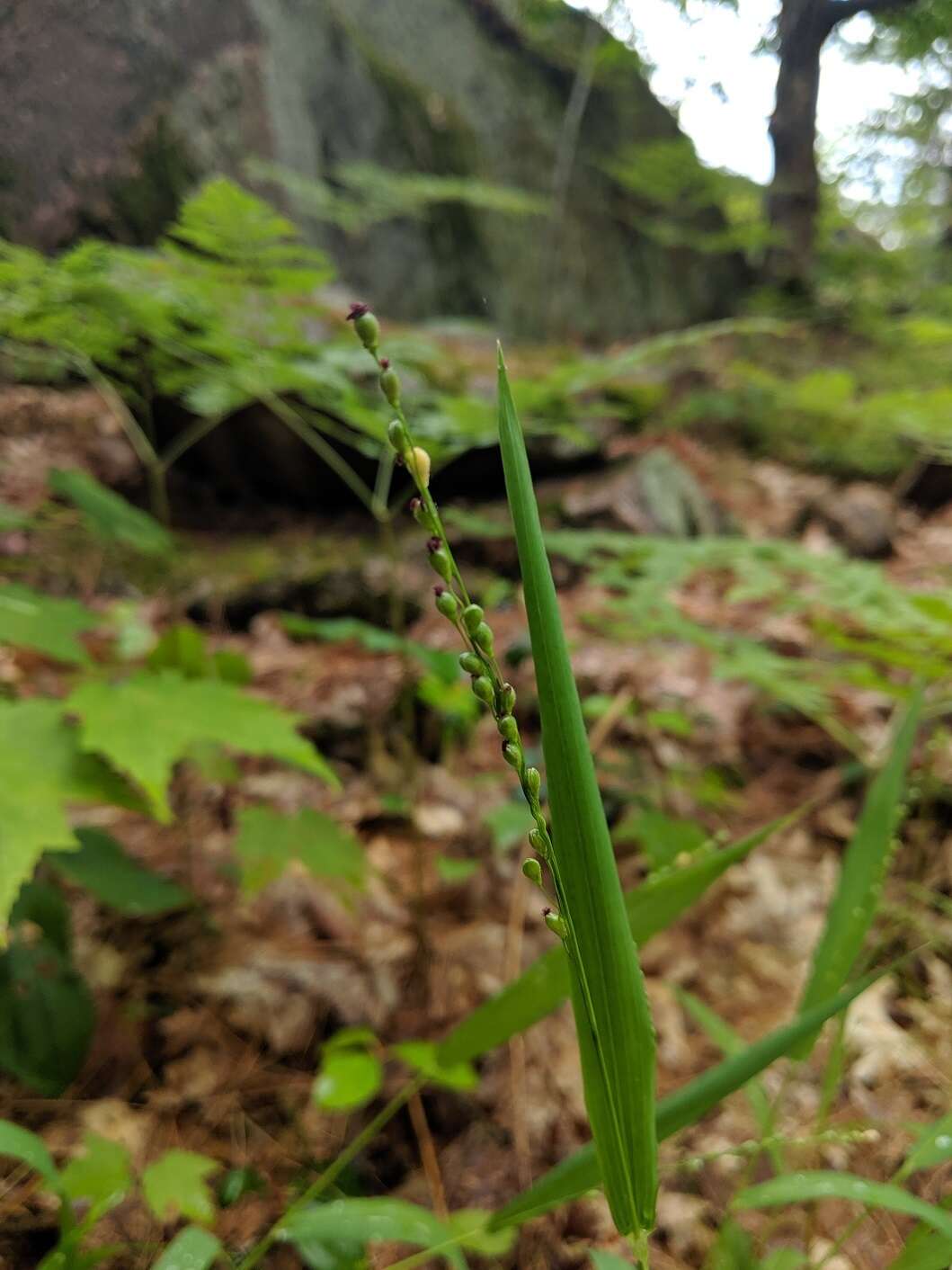 Image of slender rosette grass