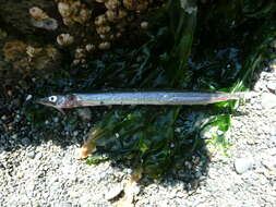 Image of Japanese sand lance