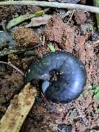 Image of Powelliphanta traversi (Powell 1930)