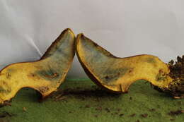 Image of Buchwaldoboletus hemichrysus (Berk. & M. A. Curtis) Pilát 1969