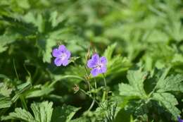 Imagem de Geranium himalayense Klotzsch ex Klotzsch & Garcke