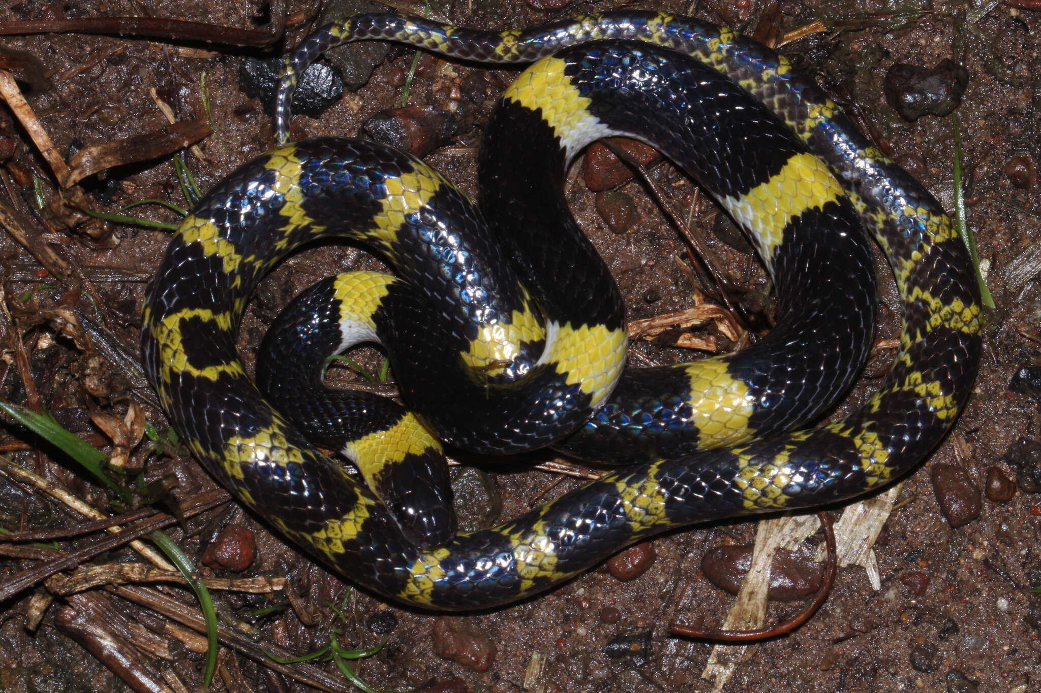 Image of Laos Wolf Snake