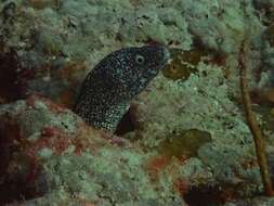 Image of Common Conger
