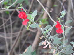 Salvia microphylla Kunth resmi