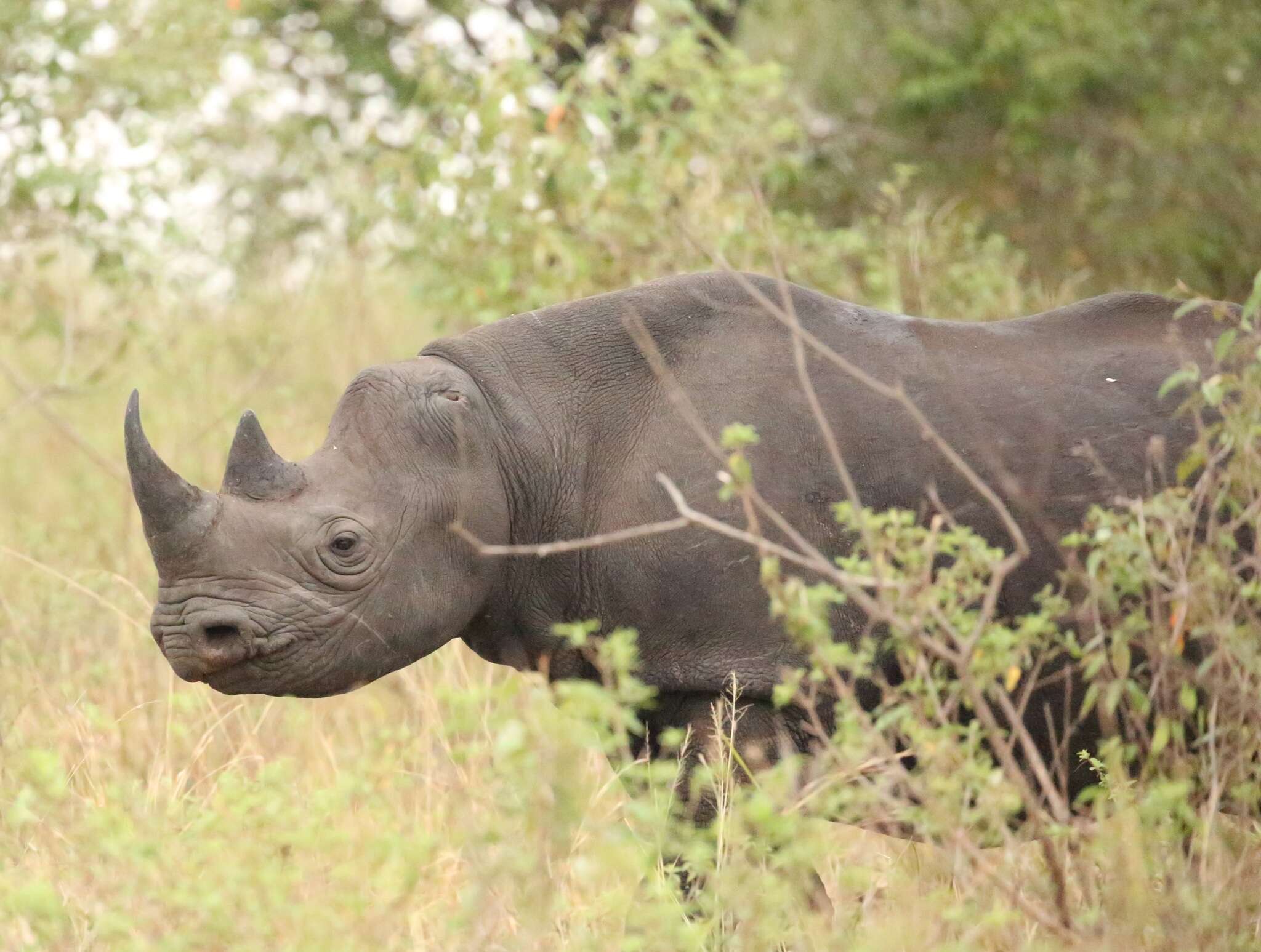 Image of Black Rhinoceros