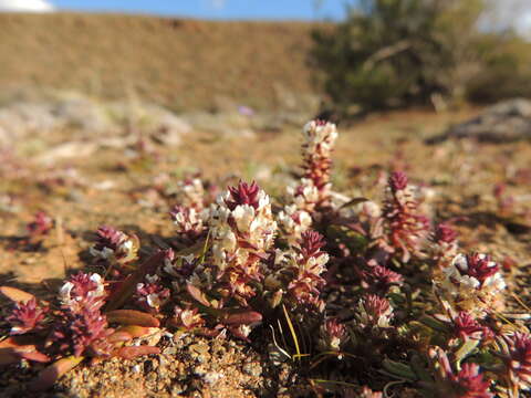 صورة Hebenstretia neglecta H. Roessler