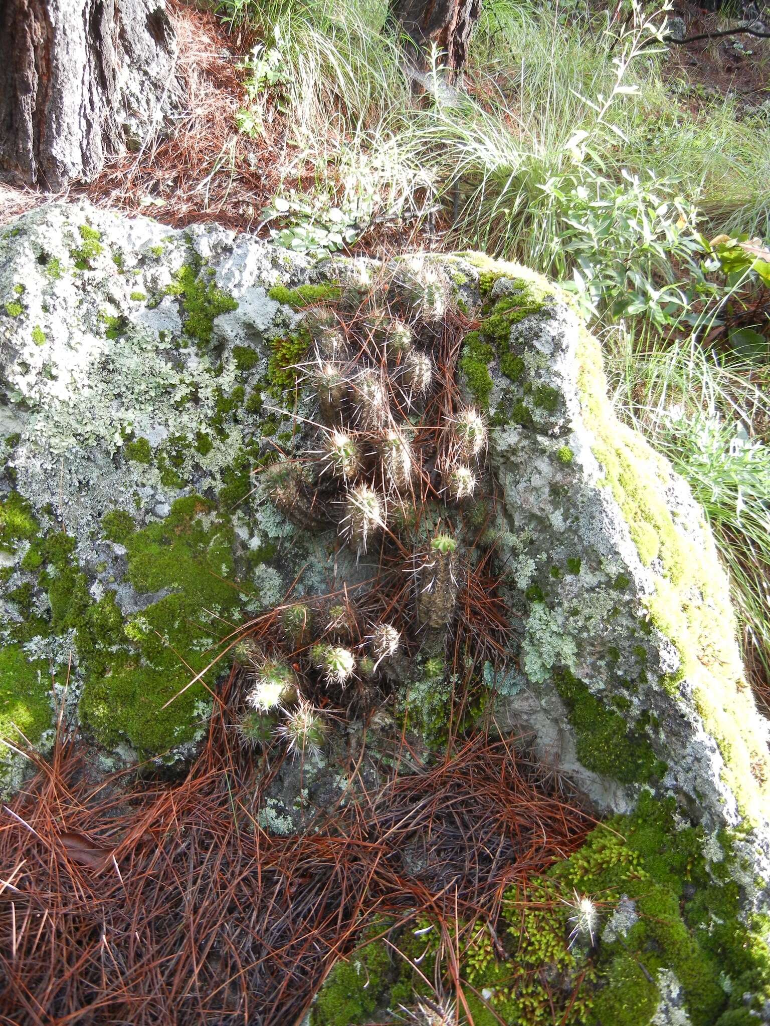 Image of Echinocereus salm-dyckianus Scheer