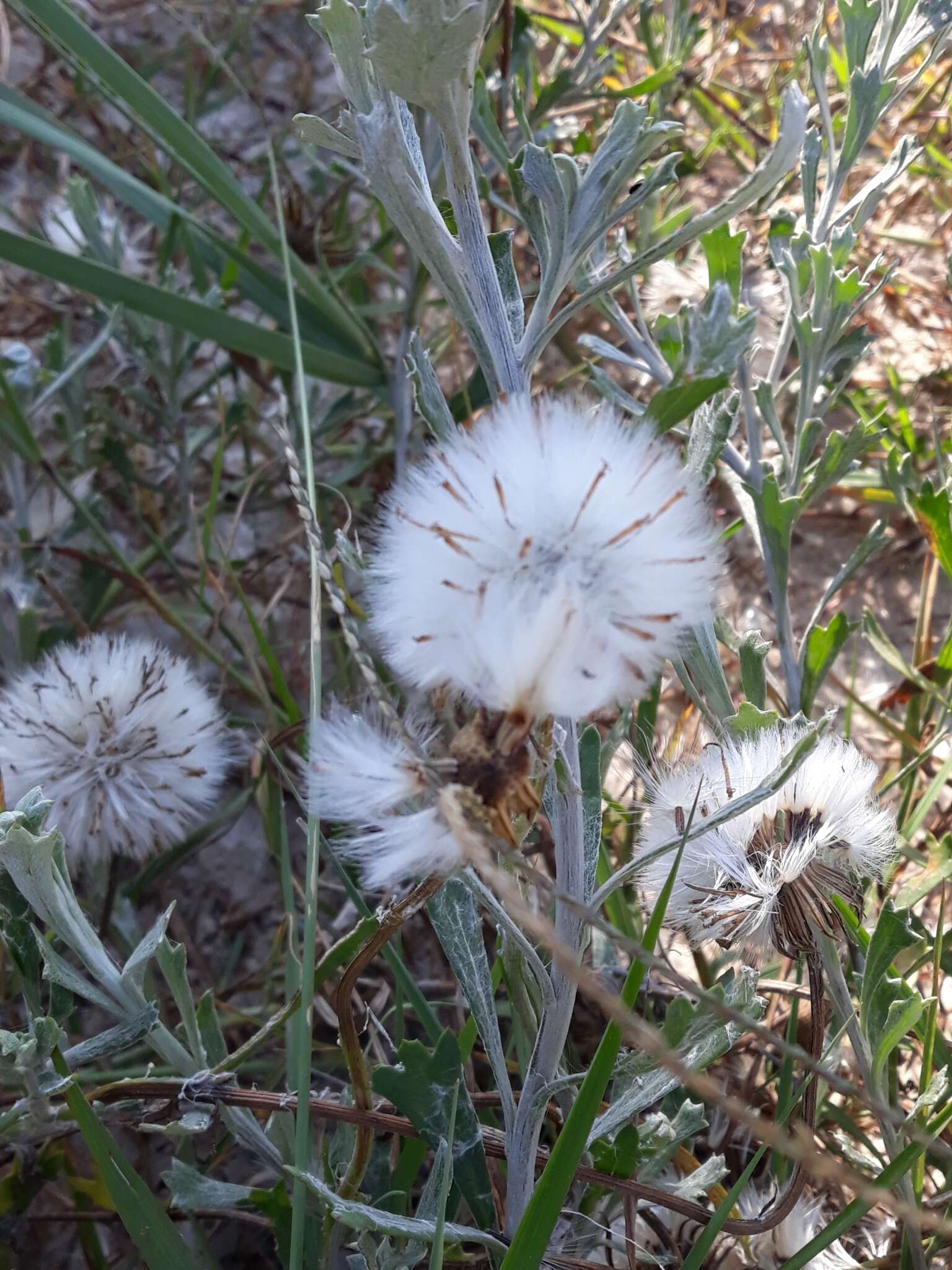 Image of Senecio crassiflorus (Poir.) DC.