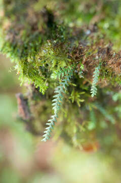 Image of Micropolypodium okuboi (Yatabe) Hayata