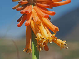 Image of Kniphofia triangularis Kunth