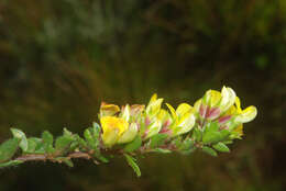 Image of Russet Lotononis