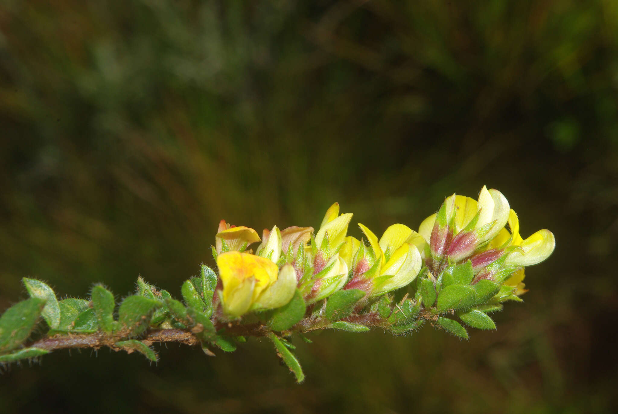 Image of Russet Lotononis