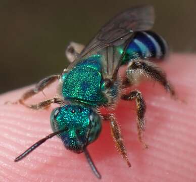 Image of Agapostemon poeyi (Lucas 1856)