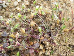 Plancia ëd Cerastium diffusum Pers.