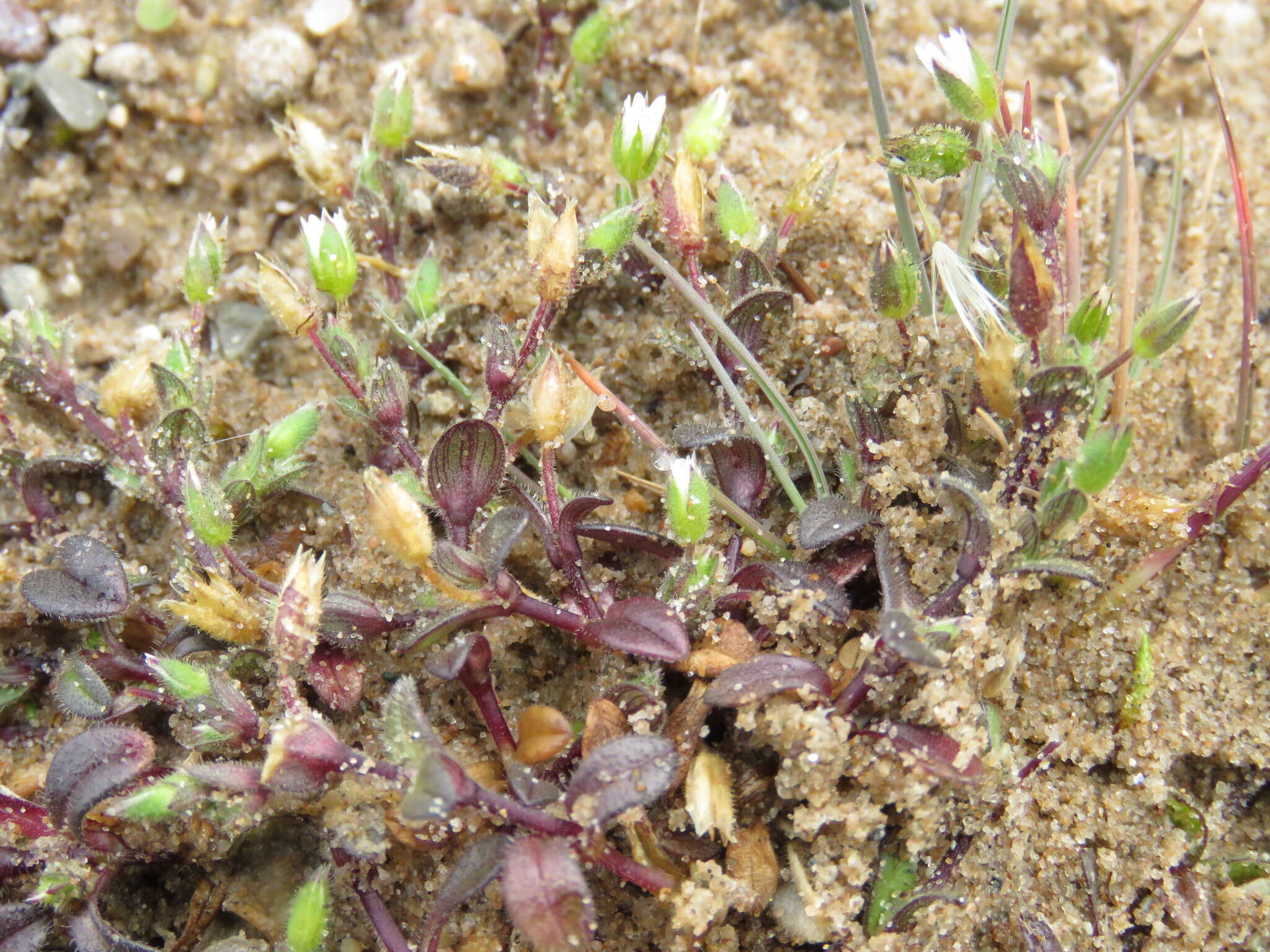 Plancia ëd Cerastium diffusum Pers.