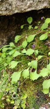 Primula cuneifolia Ledeb. resmi